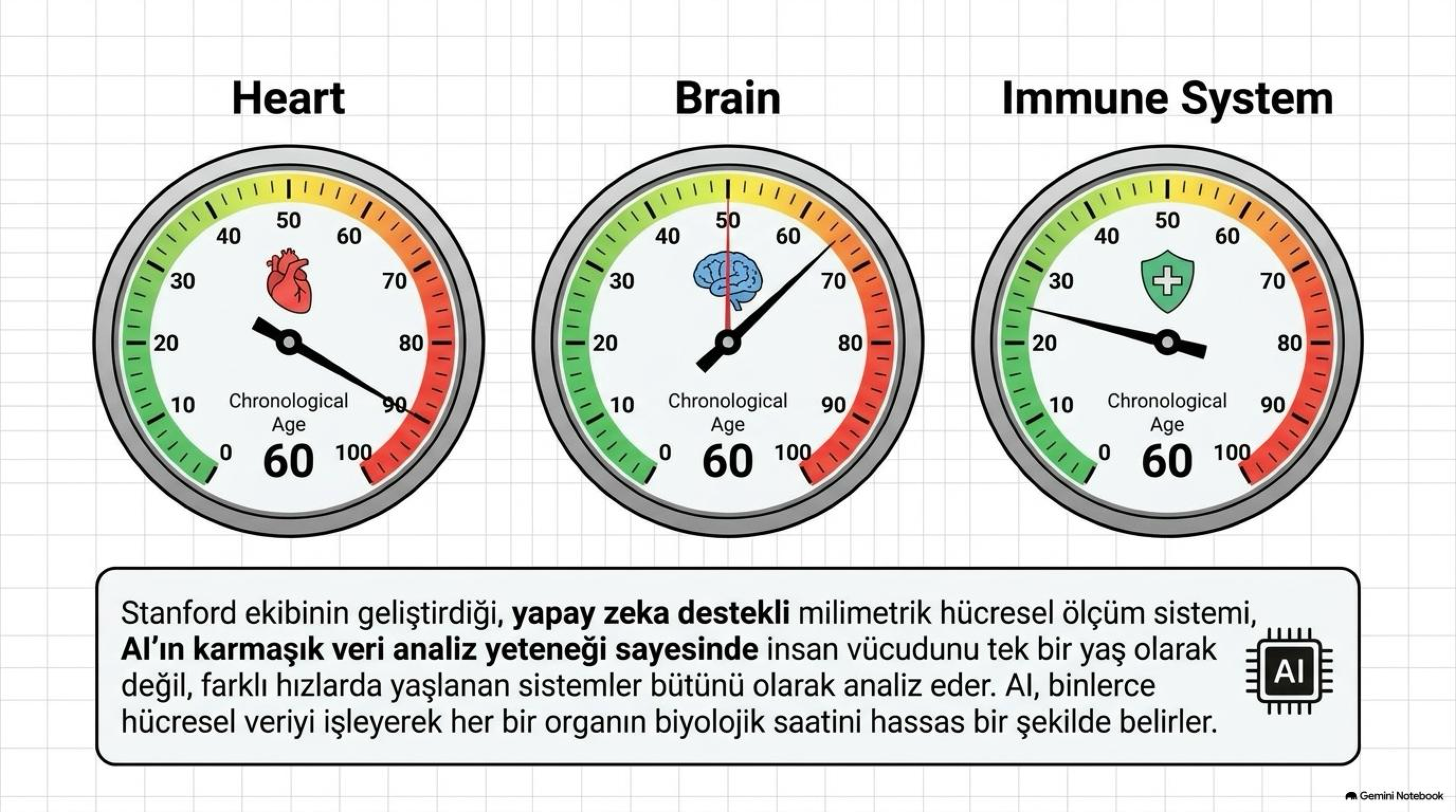 Organ Saatleri: Farklı Hızlarda Yaşlanan Sistemler Bütünü